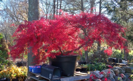Red Maple